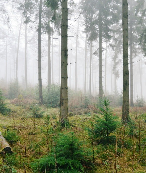 152879-misty-forest-resized.jpg