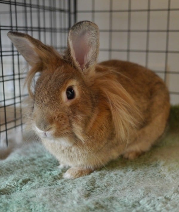 153328-bunny-resized.jpg
