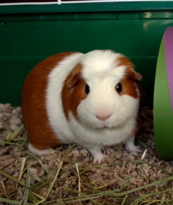 153330-guinea-pig-resized.jpg