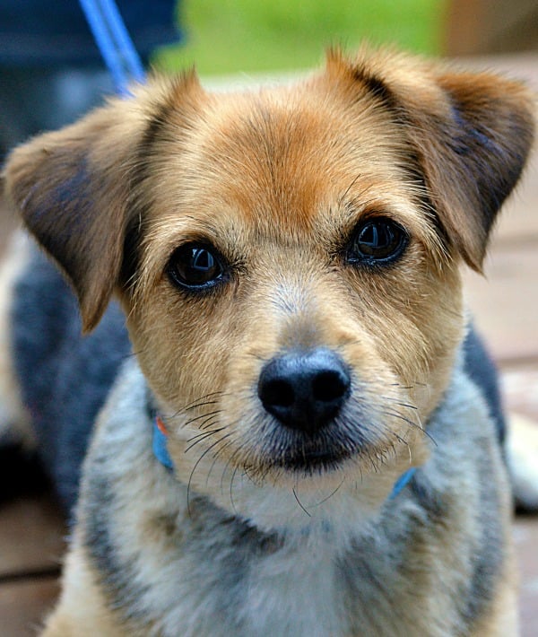 153335-mutt-dog-resized.jpg
