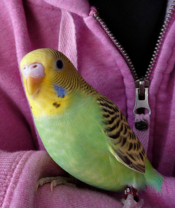 153336-parakeet-resized.jpg