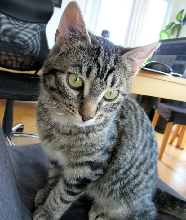 153337-short-haired-cat-resized.jpg