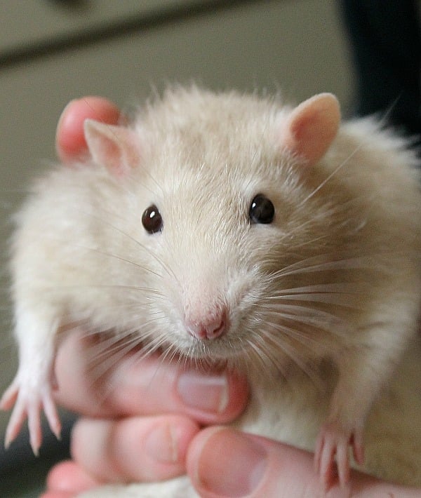 153338-rat-resized.jpg