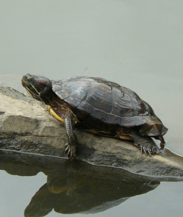 153340-turtle-resized.jpg