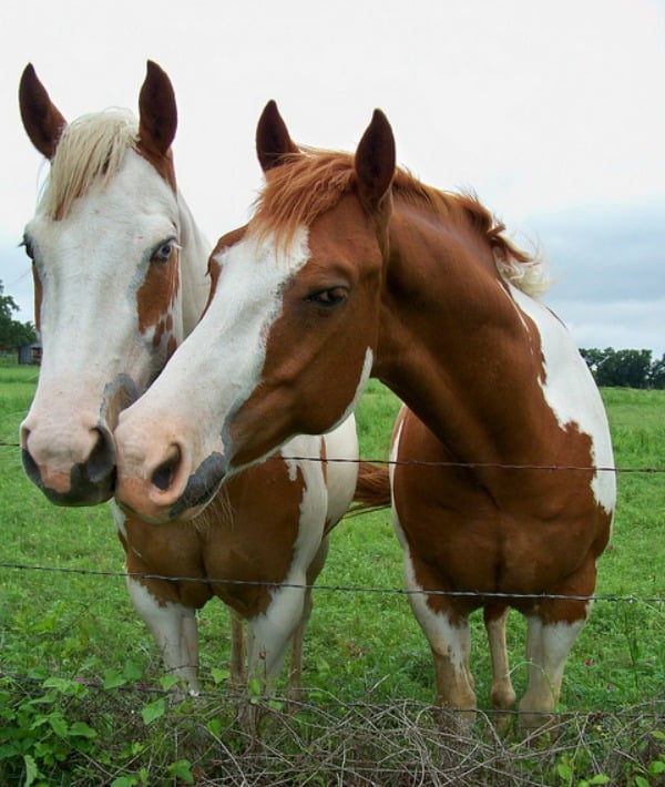 153341-horses.jpg