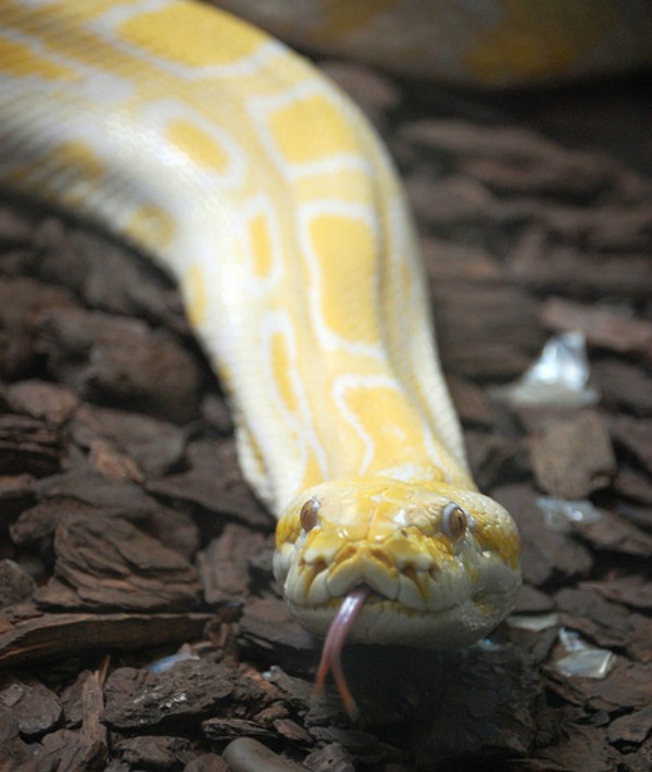 153342-snake-resized.jpg