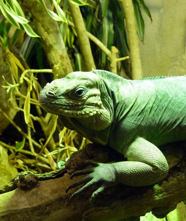 153347-iguana.jpg