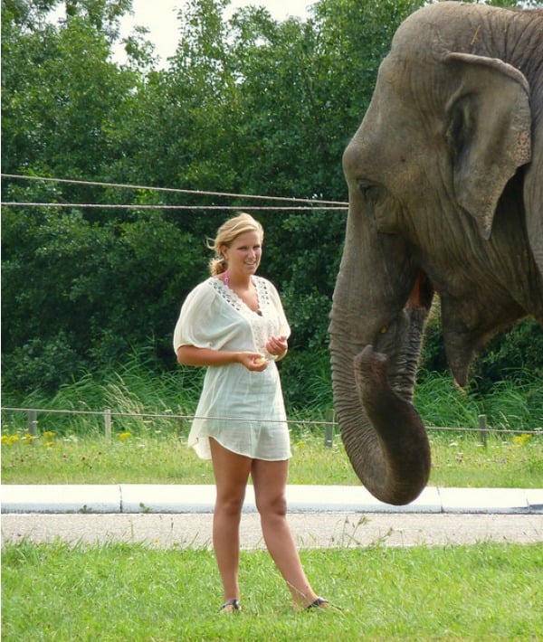 153869-trampled-by-wild-animals.jpg