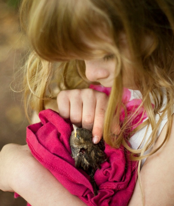 154557-baby-bird.jpg