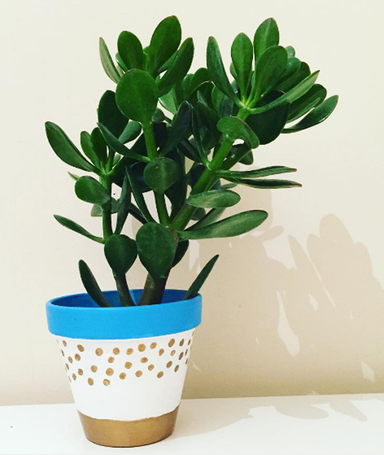 155753-3_jade_plant.jpg