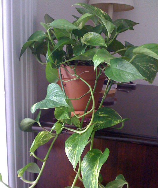 155754-1_pothos.jpg