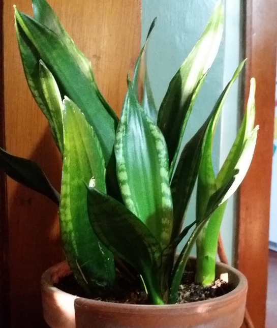 155755-4_snake_plant.jpg