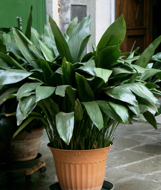 155756-5_cast_iron_plant.jpg
