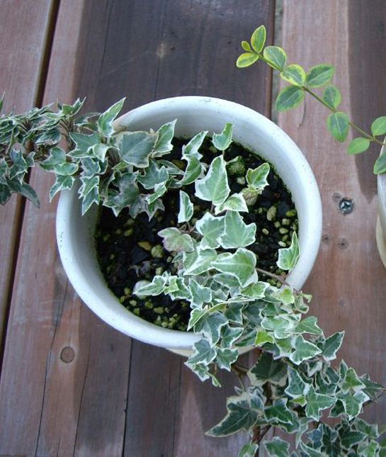 155760-6_english_ivy.jpg