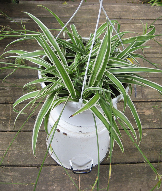 155762-7_spider_plant.jpg