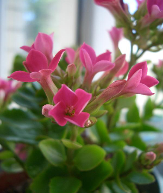 155763-13_kalanchoe.jpg