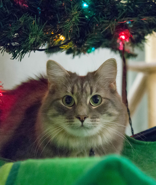 155815-29_holiday_pet.jpg