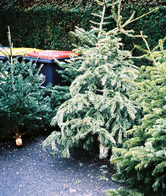 155824-37_christmas_tree_garbage.jpg