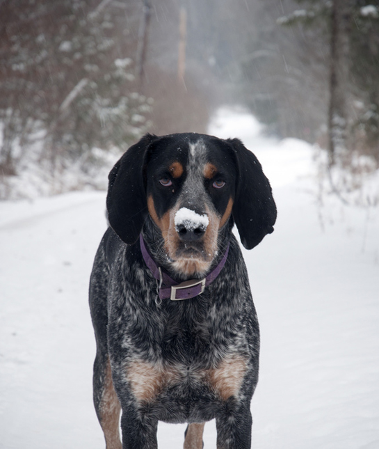 155829-44_dog_walk.jpg