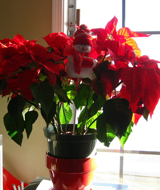 155832-46_poinsettia.jpg