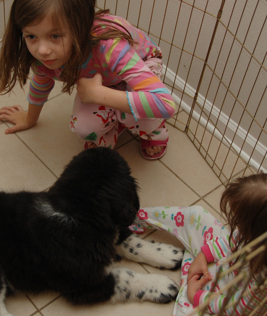 155833-48_animal_shelter.jpg