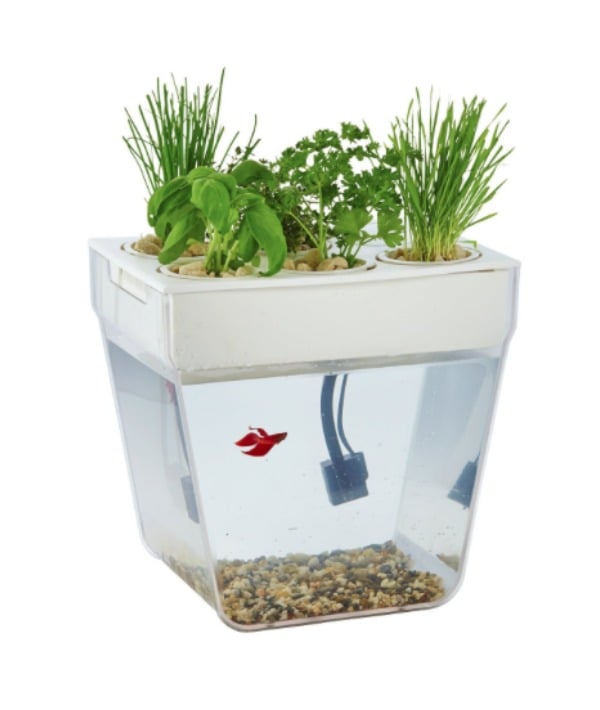 156513-back-to-the-roots-water-garden-fish-tank.jpg