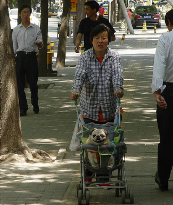 156965-woman-pushing-dog-in-stroller.jpg