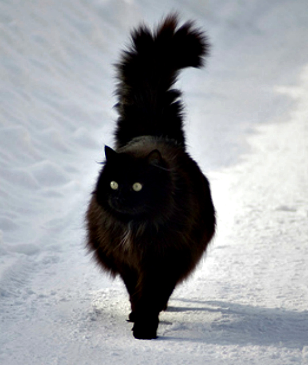 160283-black-cat1-1.jpg 160283-black-cat1-1.jpg