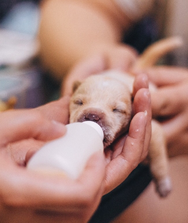 161857-puppy-drinking-milk.jpg