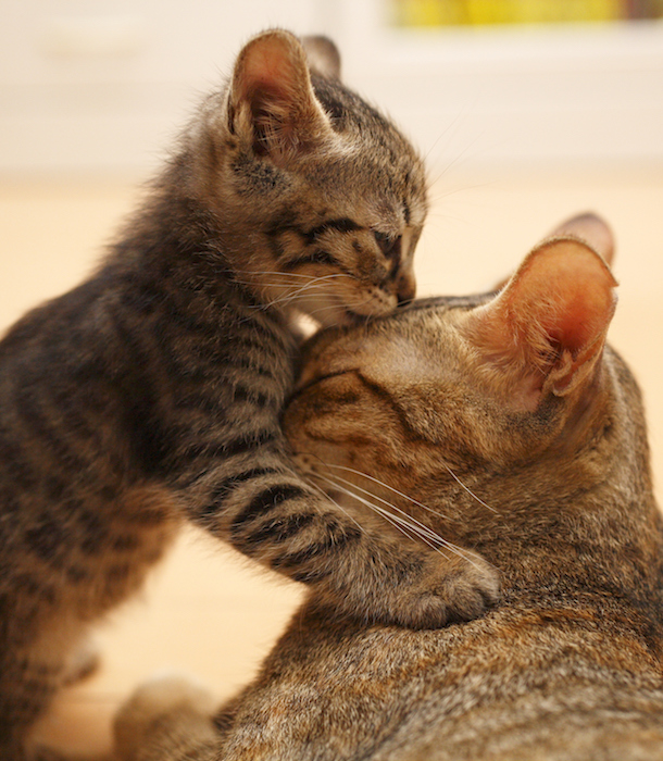 Two cats