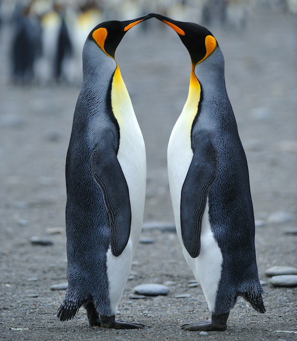 Kiss of penguins