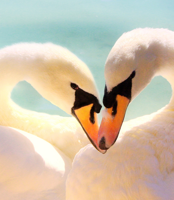 Heart-shaped swans