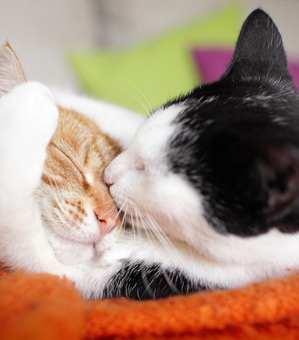 cuddly cat couple kissing