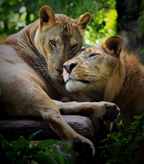 Lion Love, A pair of african lions.