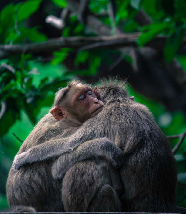 Three Monkeys Hugging