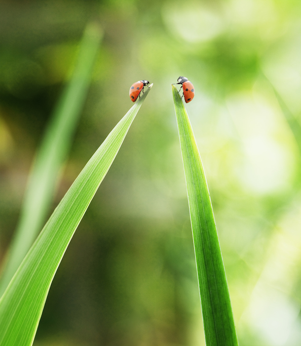 Ladybugs on tips of leaves