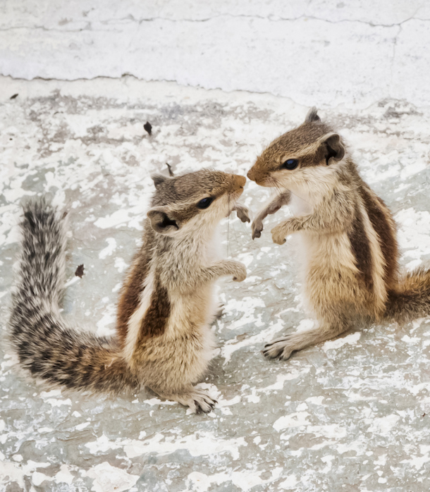 Chipmunks in Love