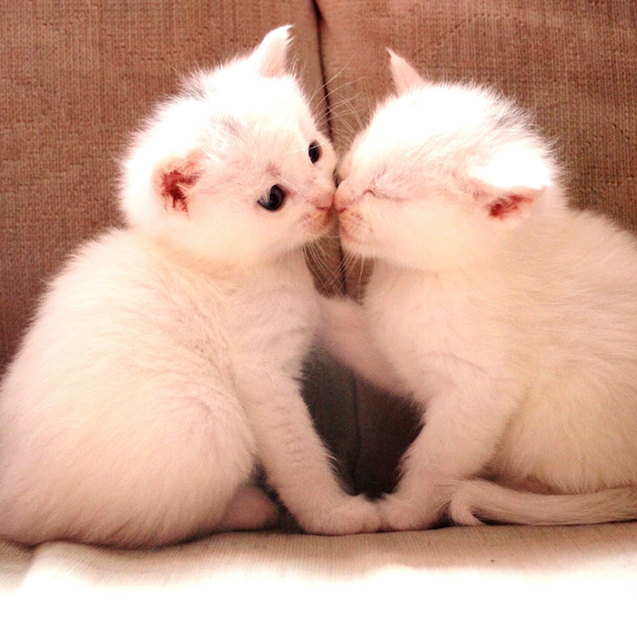 Close-Up Of Kittens Kissing Close-Up Of Kittens Kissing