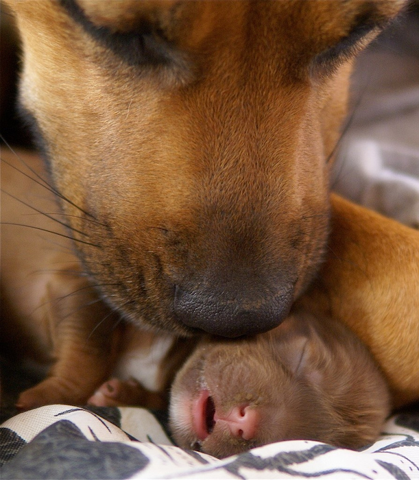 Close-Up Of Dog Bonding With His Newborn