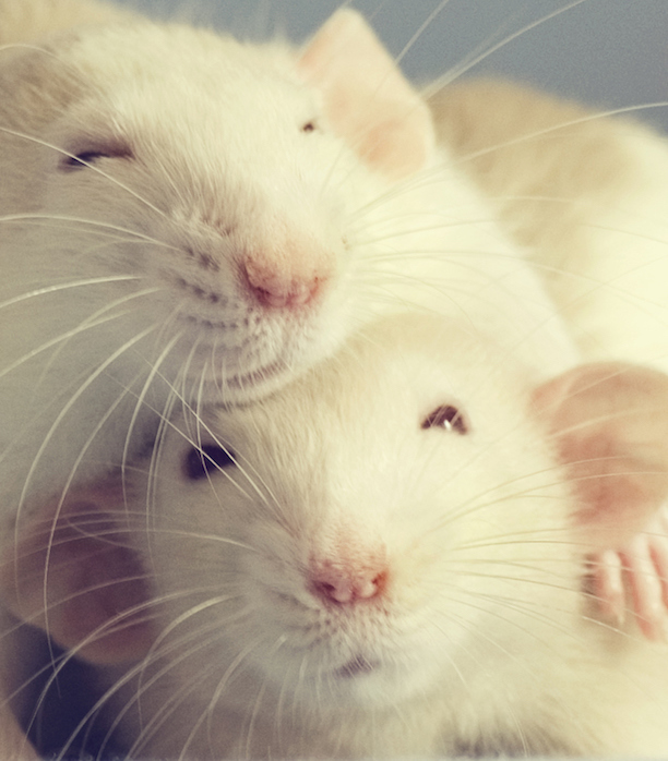 Two pet rats hugging