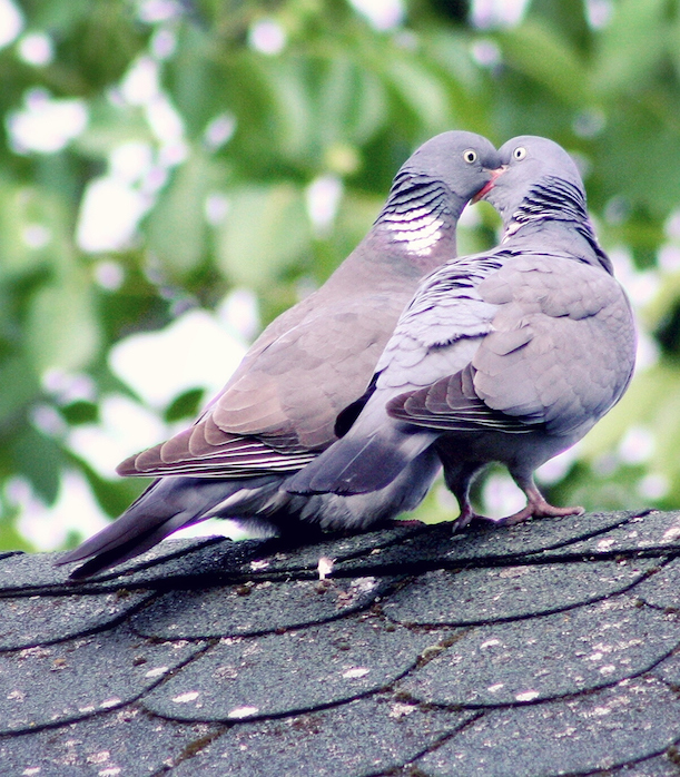 Birds Perching On Roof