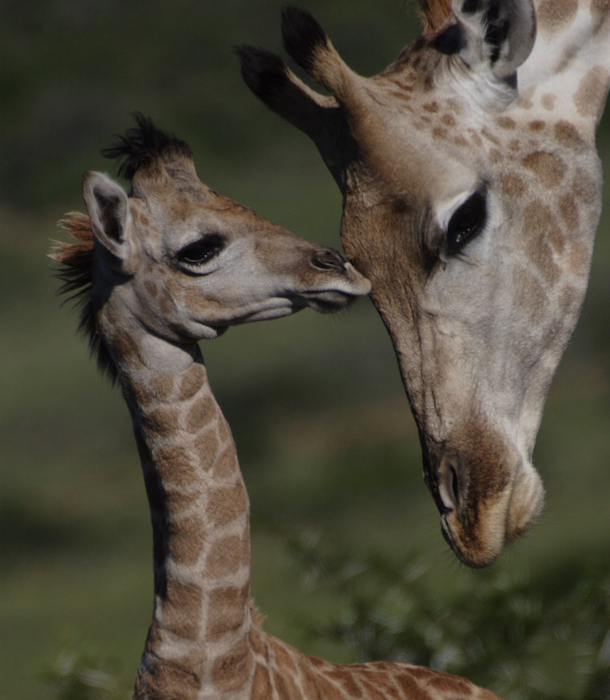 Close-Up Of Giraffe With Calf