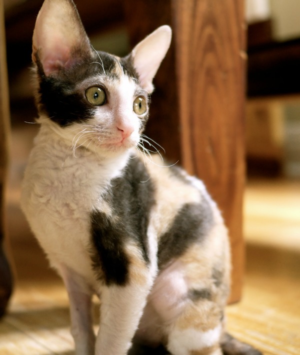 162308-cornish-rex.jpg