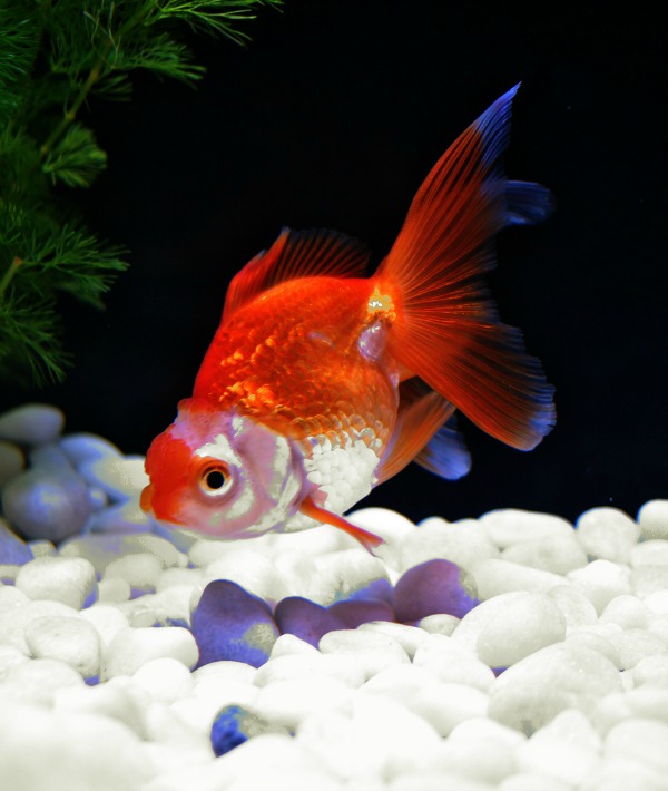 162309-goldfish.jpg