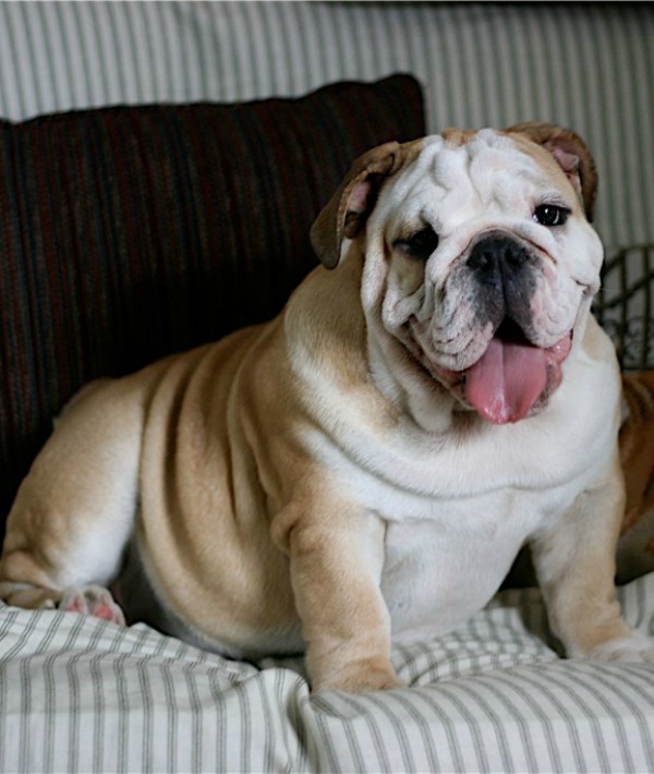 162310-bulldog.jpg