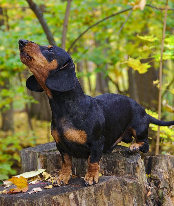 162311-dachshund.jpg