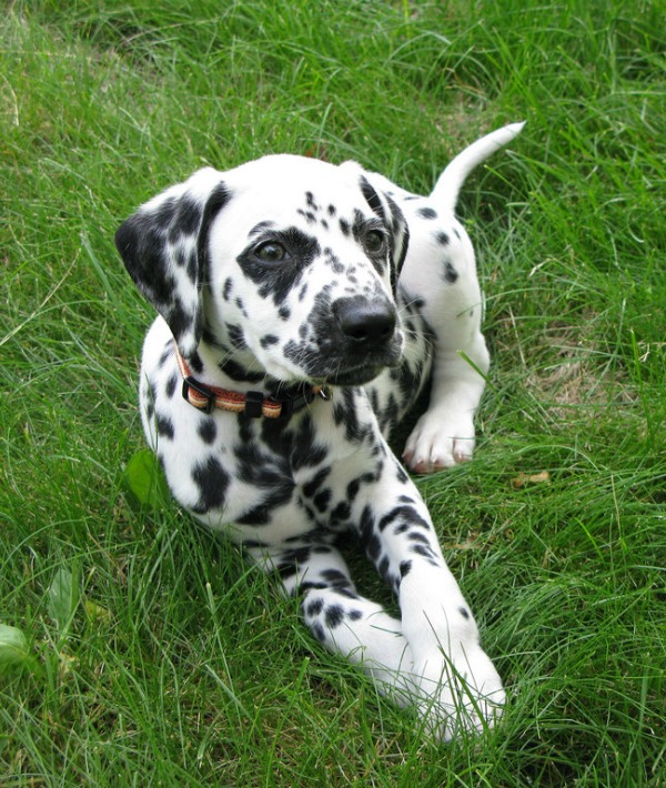 162312-dalmation.jpg