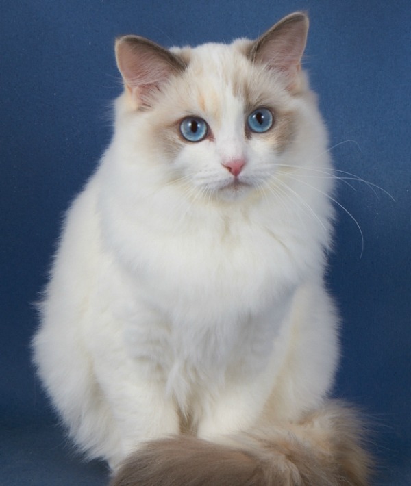 162313-ragdoll-cat.jpg