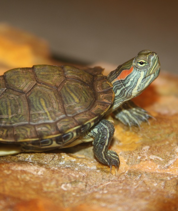 162314-red-eared-slider.jpg