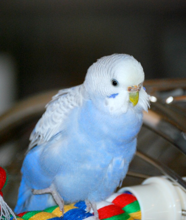 162315-parakeet.jpg